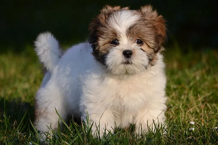 Lhasa Apso